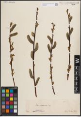 Foto von Salix daphnoides Vill.